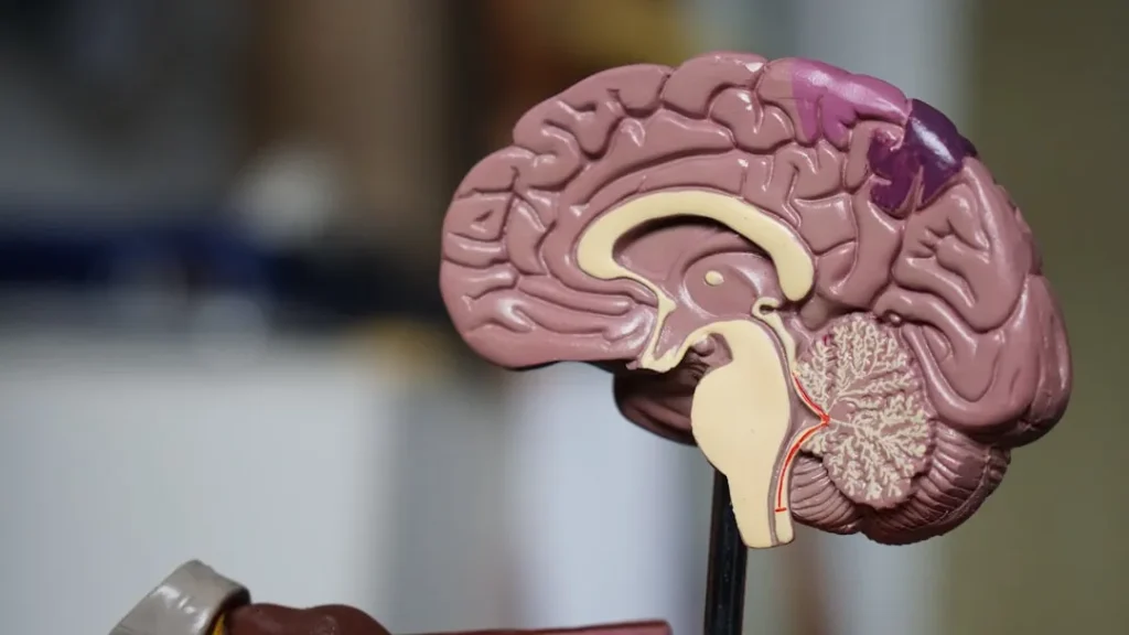 A close-up, profile view of a cross-section (sagittal plane) of a human brain model